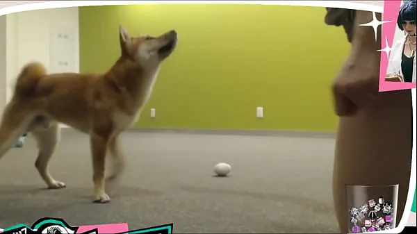 Watch Braless Twitch Streamer Plays With Doggo energy Clips